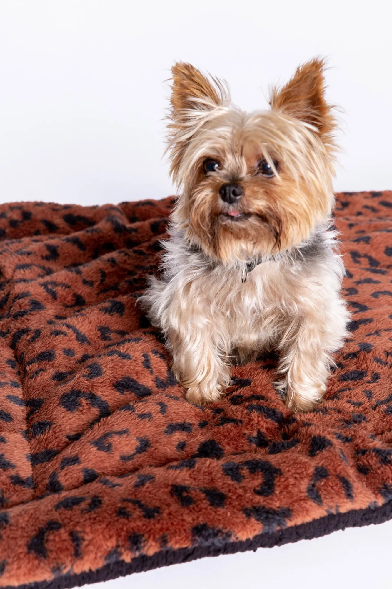 P.J. Salvage Accessories | Animal Prints>Cozy Companion Dog Blanket